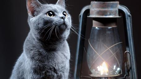 Mystical Cat by Lantern Light wallpaper