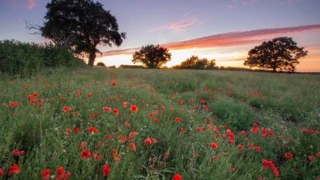 Serene Poppy Field at Sunset wallpaper