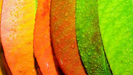 Colorful leaves wallpaper