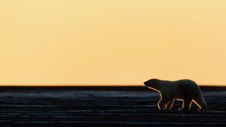Silent Journey at Dusk wallpaper