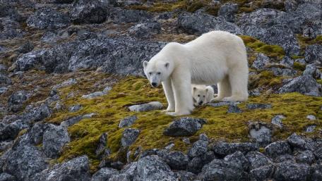 Majestic Polar Bears in Their Natural Habitat wallpaper