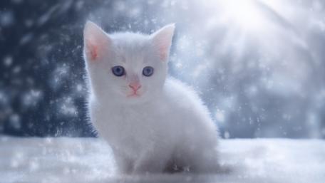 Winter Wonder With a White Kitten wallpaper