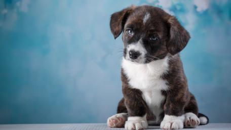 Adorable Puppy with Beautiful Blue Background wallpaper