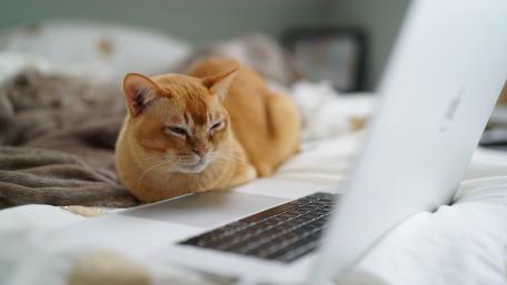 Cozy Cat on a Laptop Bed Setup wallpaper