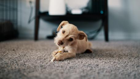 Adorable Puppy Chewing Treat in Cozy Setting wallpaper
