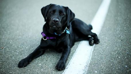 Loyal Labrador Relaxing on the Road wallpaper