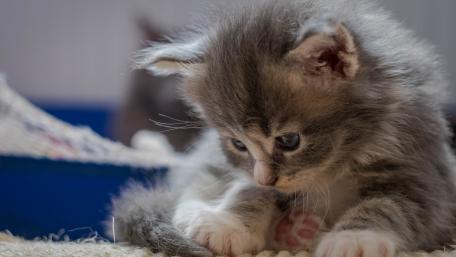 Adorable Gray Kitten Exploring Its World wallpaper