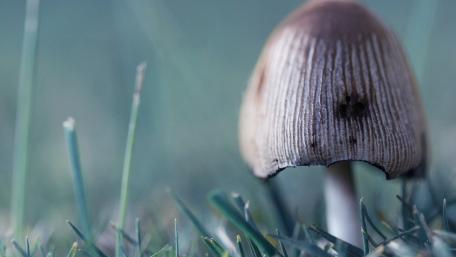 Mystical Mushroom in the Grass wallpaper