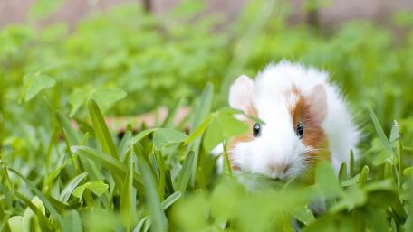 Cute Guinea Pig Among Lush Green Grass wallpaper