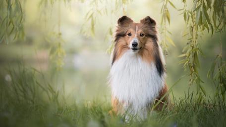 Graceful Rough Collie in a Serene Natural Setting wallpaper