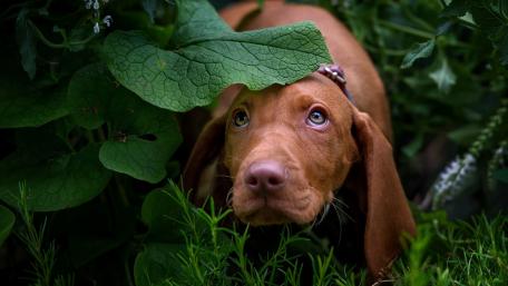 Curious Puppy in Nature's Embrace wallpaper