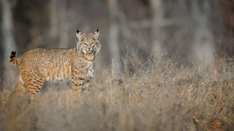 Majestic Bobcat in Natural Habitat wallpaper