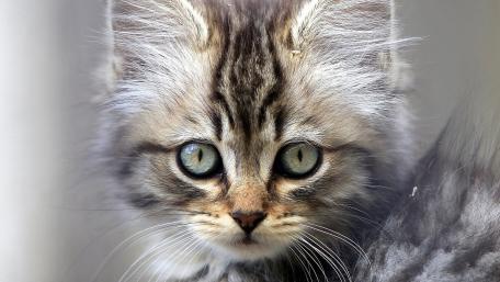 Cute Siberian Cat Close-Up in Focus wallpaper