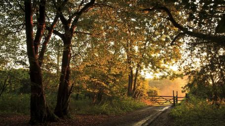 Serene Pathway Through Golden Autumn Foliage wallpaper