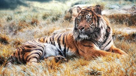 Majestic Tiger in Serene Grassland wallpaper