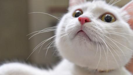 Curious White Cat with Expressive Eyes wallpaper