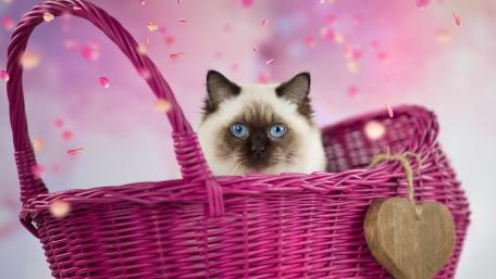 Charming Cat in a Vibrant Basket wallpaper