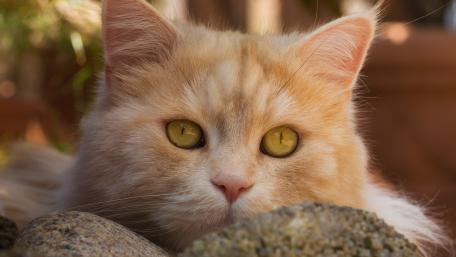Golden Feline Staring Intently at the World Around It wallpaper
