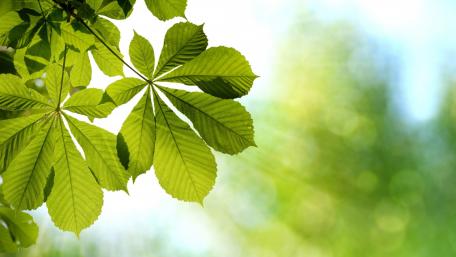 Lush Green Leaves Embracing Nature's Serenity wallpaper
