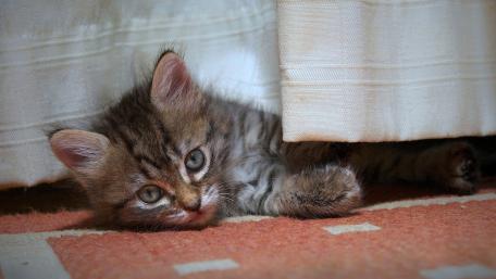 Curious Kitten Peeking from Underneath Curtain wallpaper
