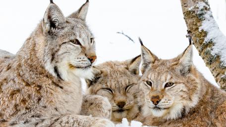 Lynxes in a Snowy Landscape wallpaper