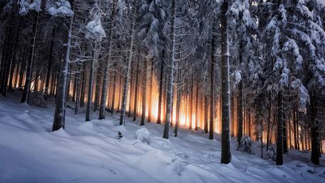 Enchanted Winter Forest at Dusk wallpaper