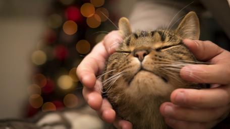 Cozy Moments with a Purring Cat wallpaper