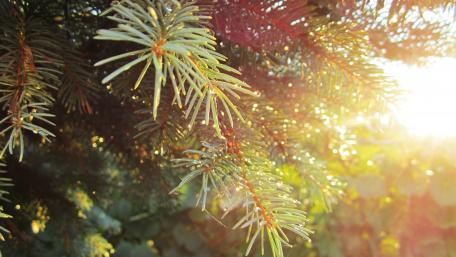 Radiant Pine Needles in Morning Light wallpaper