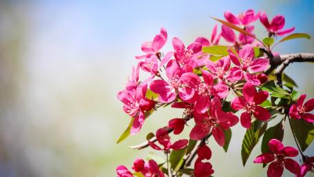 Vibrant Pink Blossoms in Bloom wallpaper