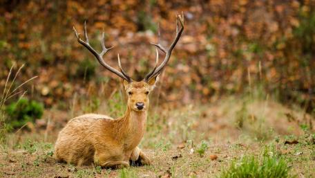 Majestic Deer Resting in Nature's Embrace wallpaper