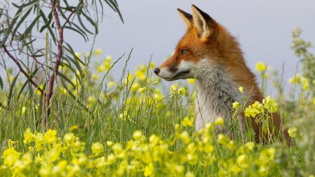 Graceful Fox in a Wildflower Meadow wallpaper