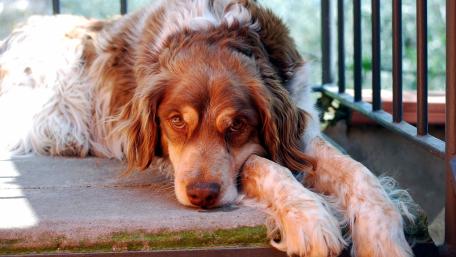 Cozy Moments with a Relaxed Dog wallpaper