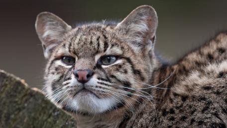 Wildcat Relaxing in Nature's Embrace wallpaper