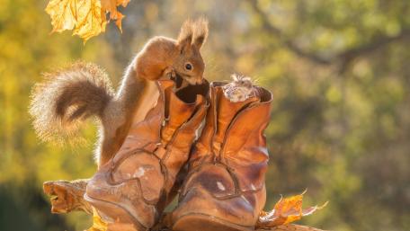 Squirrel Exploring Old Brown Boots wallpaper