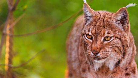 Majestic Lynx in Nature's Embrace wallpaper