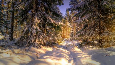 Winter Wonderland in a Snowy Forest Scene wallpaper