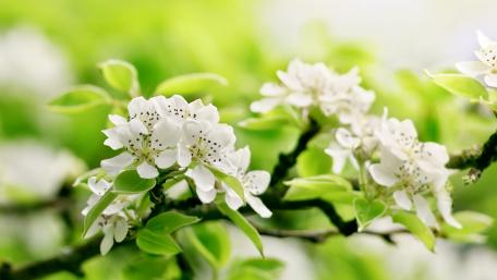 Delicate Blossoms in Lush Greenery wallpaper