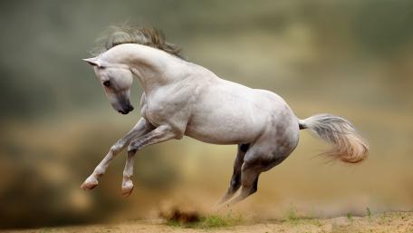Majestic Grey Horse in Motion wallpaper
