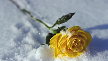 Yellow Rose in Snowy Landscape wallpaper
