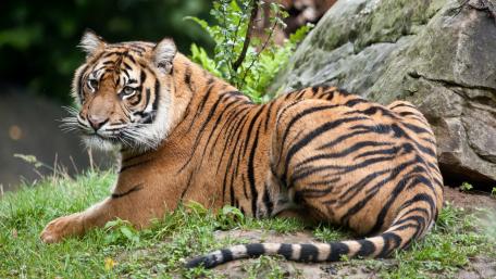 Majestic Tiger at Rest in Nature wallpaper