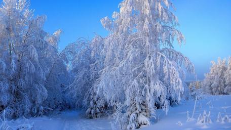 Winter Wonderland Covered in Sparkling Snow wallpaper