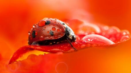 Vibrant Ladybug on Dewy Petal Detail wallpaper