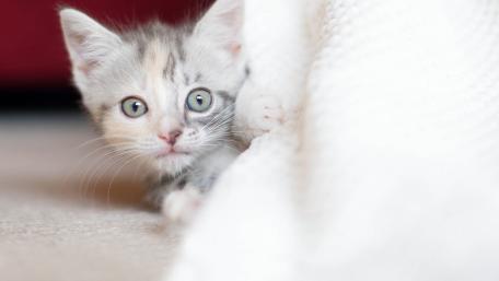 Curious Kitten Peeking from Under Blanket wallpaper
