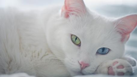 Enchanting White Cat with Unique Eyes wallpaper