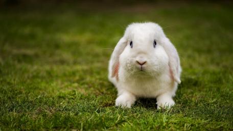 Fluffy White Rabbit on Lush Green Grass wallpaper