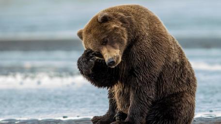 Gentle Giant Embracing Serenity wallpaper