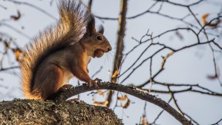 Squirrel Perched on a Branch in Autumn Glow wallpaper