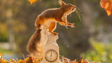 Curious Squirrel Amidst Autumn Leaves wallpaper