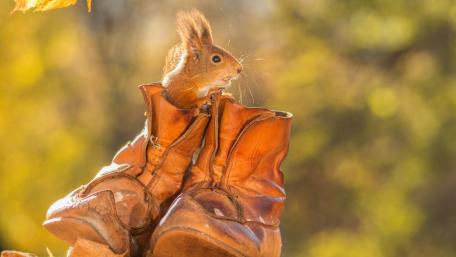 Squirrel Adventure in Vintage Boots wallpaper
