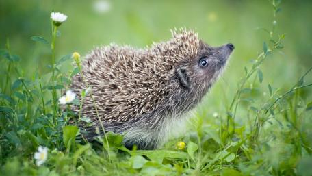 Charming Hedgehog in Nature's Embrace wallpaper